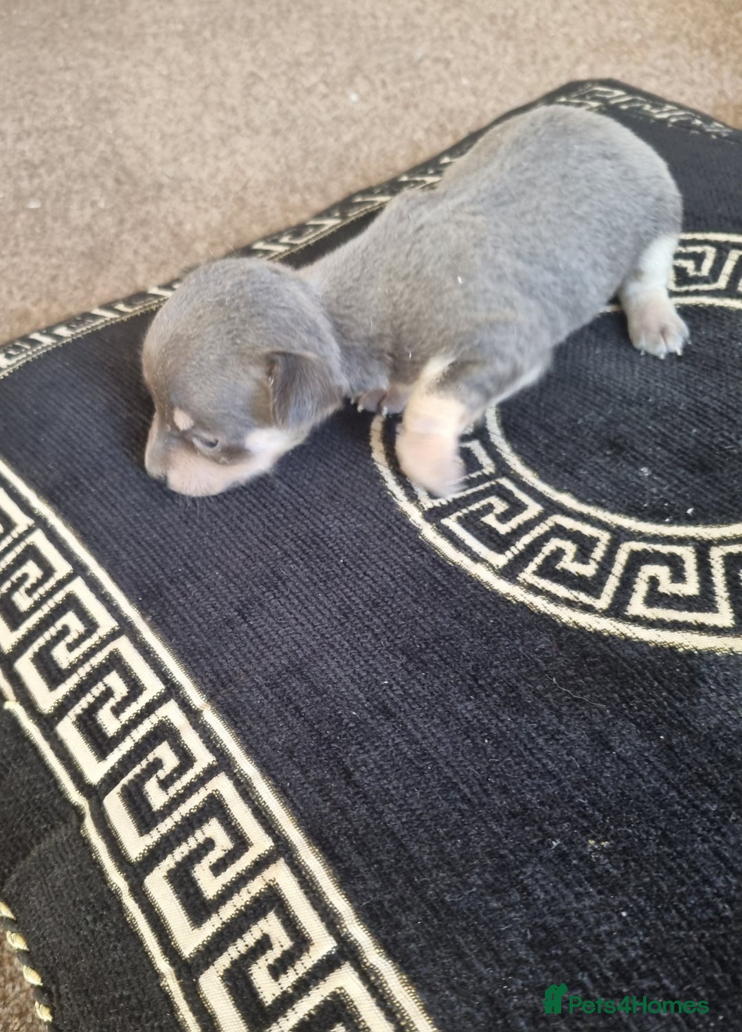 Chihuahua dogs for sale: Beautiful Chihuahua puppies  - Image 5
