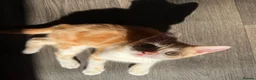 Scottish Fold cats for sale: Scottish Straight Kitten's–Looking for LovingHomes - Advert 10