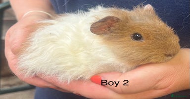 Guinea Pig rodents - Advert 12