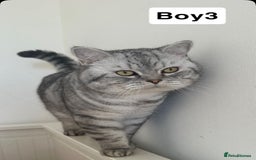 British Shorthair cats for sale: Beautiful British short haired males  - Image 11