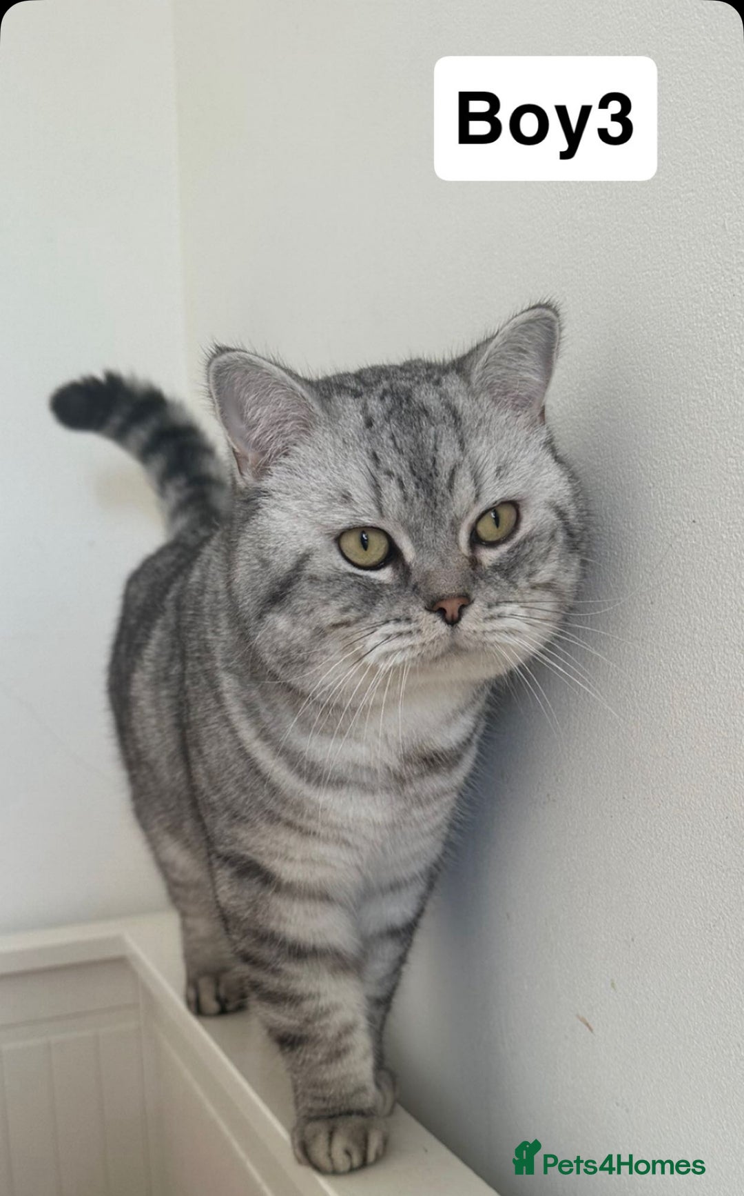 British Shorthair cats for sale: Beautiful British short haired males  - Image 11