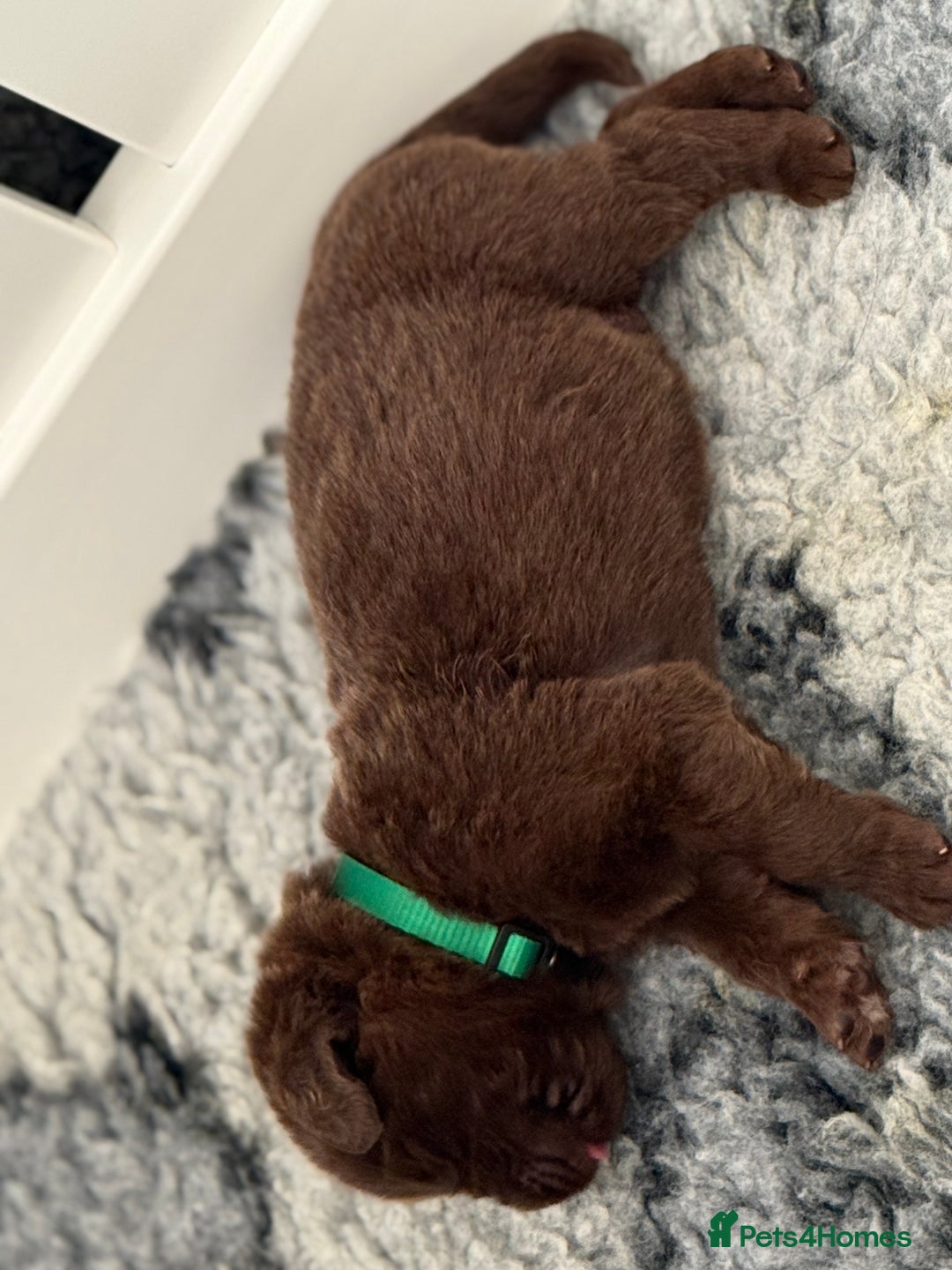 Newfoundland dogs for sale: KC registered Newfoundland Puppies. Health tested - Image 5