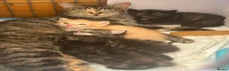 Mixed Breed cats for sale: 2 bengal/tortoiseshell/tabby kittens - Advert 5