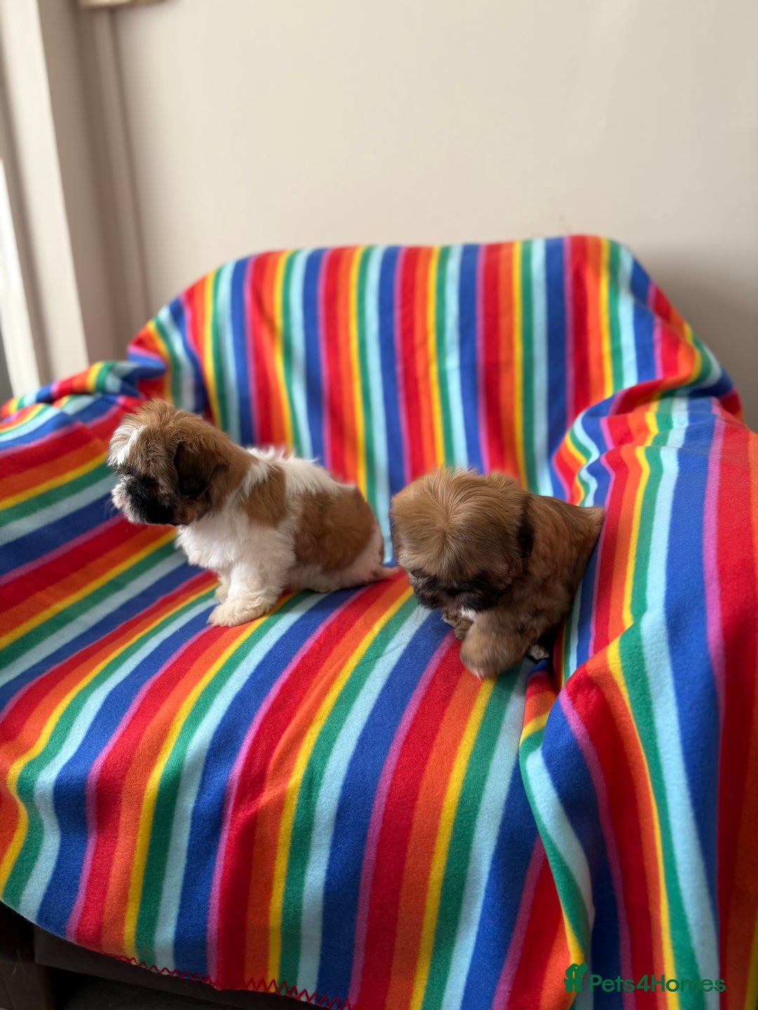 Shih Tzu dogs for sale: Shitzu - Image 3