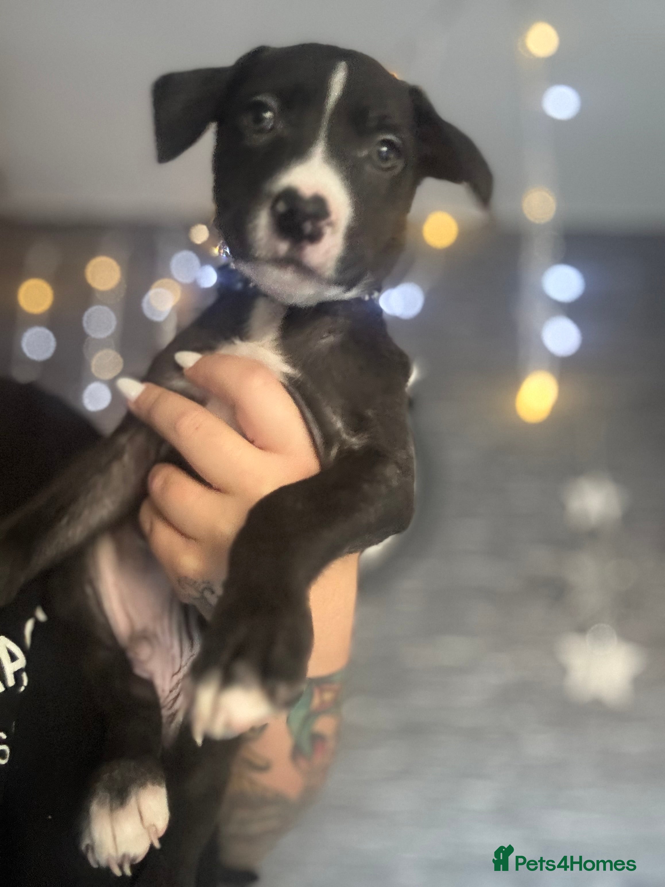 Mixed Breed dogs £300 Cane corso x pressa pups ready to leave  - Advert 1