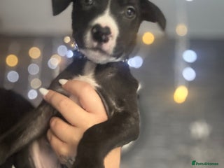 Mixed Breed dogs Cane corso x pressa pups ready to leave - Advert 1