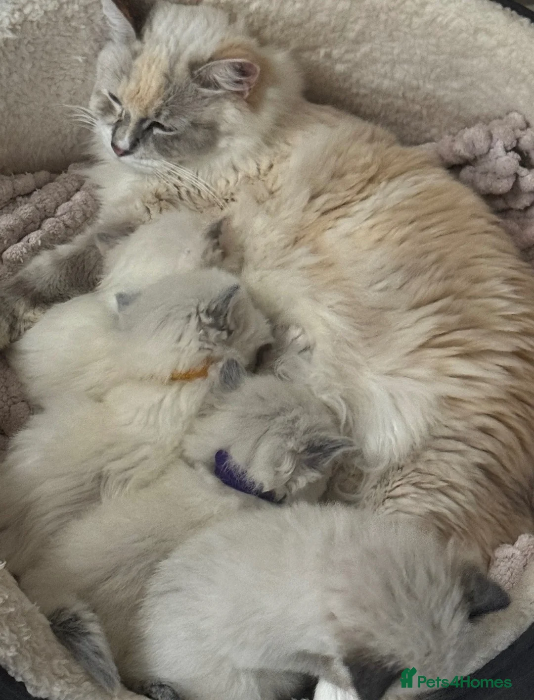 Ragdoll cats for sale: GCCF registered ragdoll kittens 🐱  - Advert 1