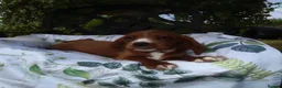 Cockalier dogs for sale: Ruby red cockalier puppies  - Advert 5