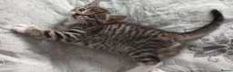 Siberian cats for sale: 4 kittens for sale - Advert 20