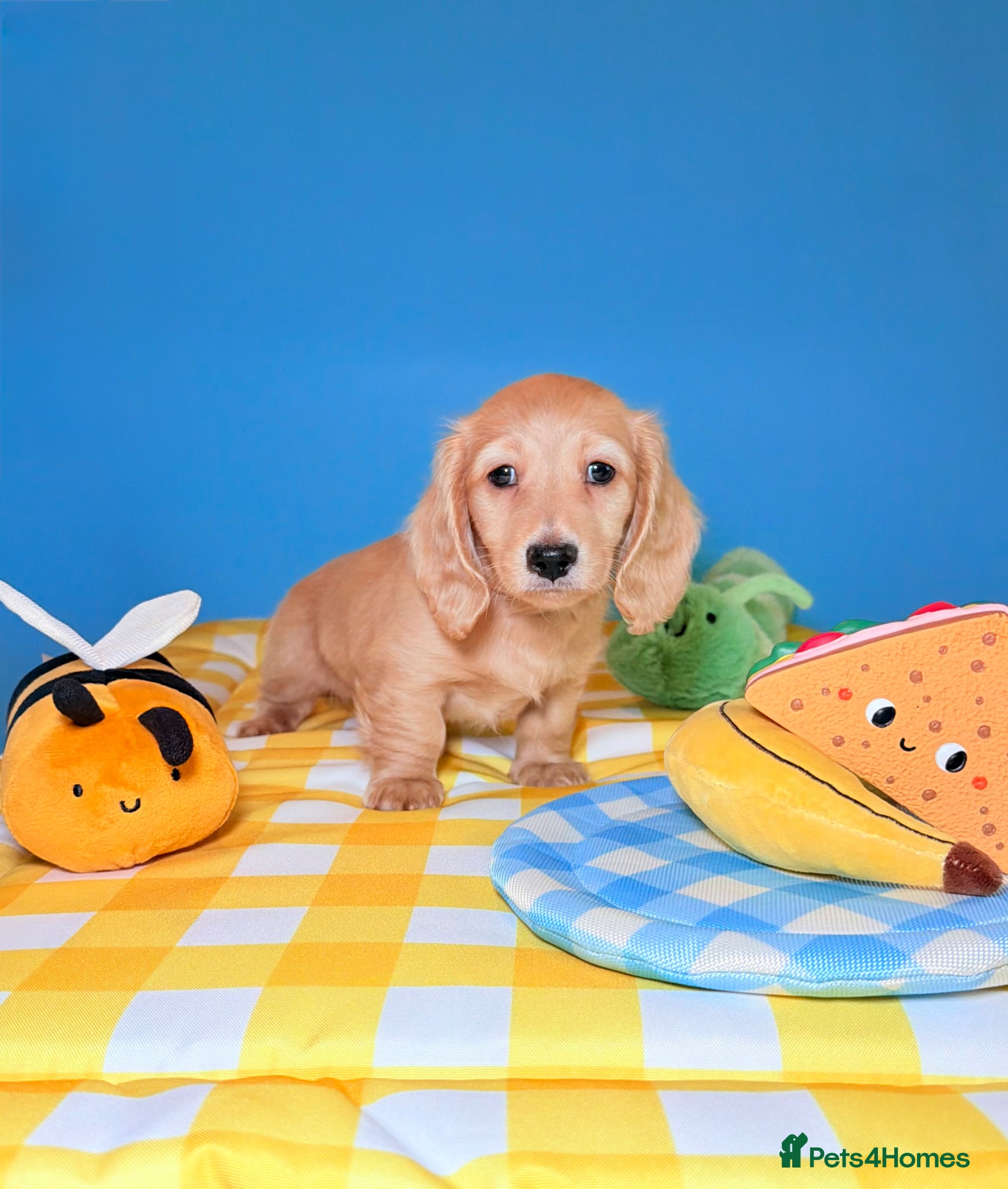 Miniature Dachshund dogs Lovey miniature dachshund boy - Advert 5