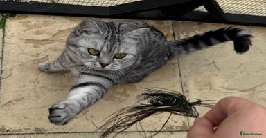 British Shorthair cats - Advert 12