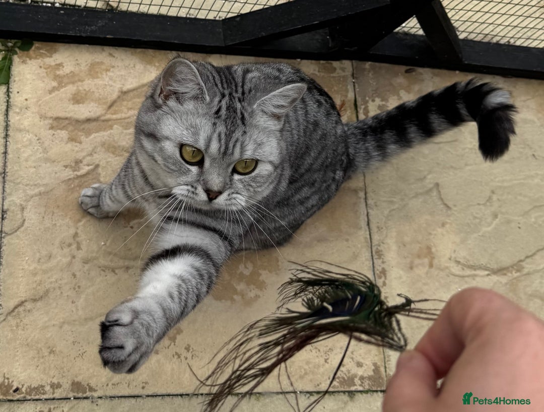 British Shorthair cats for sale: British Shorthair Silver Spotted GCCF Cat - Image 3