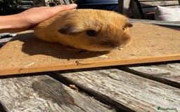 Guinea Pig rodents for sale: Pure bred California & Swiss guineapigs  - Image 22