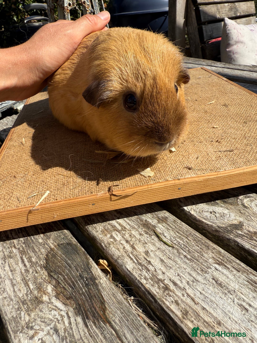 Guinea Pig rodents for sale: Pure bred California & Swiss guineapigs  - Image 22