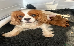 Cavapoo dogs for sale: Stunning F1 Cavapoo pups ONE GIRL LEFT - Image 7