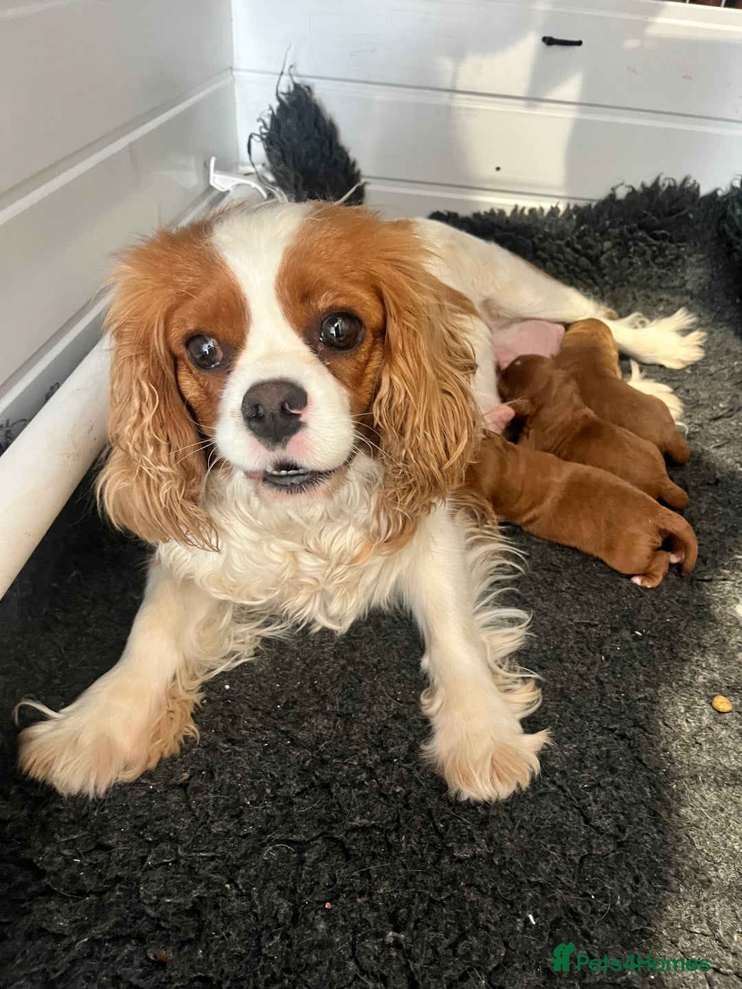 Cavapoo dogs for sale: Stunning F1 Cavapoo pups ONE GIRL LEFT - Image 7