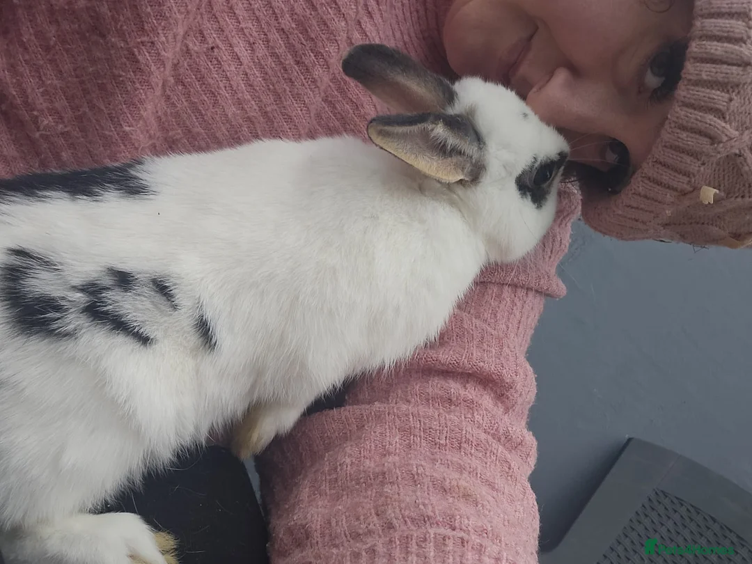 Mixed Breed rabbits for sale: English Spot Baby Bunnies  - Advert 3