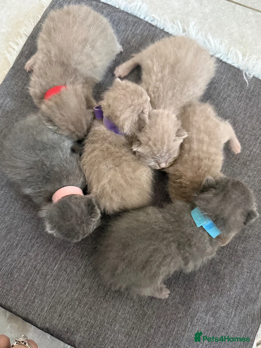 British Shorthair cats for sale: British shorthair  - Advert 11