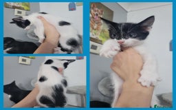 Mixed Breed cats for sale: Mixed breed kittens  - Image 2