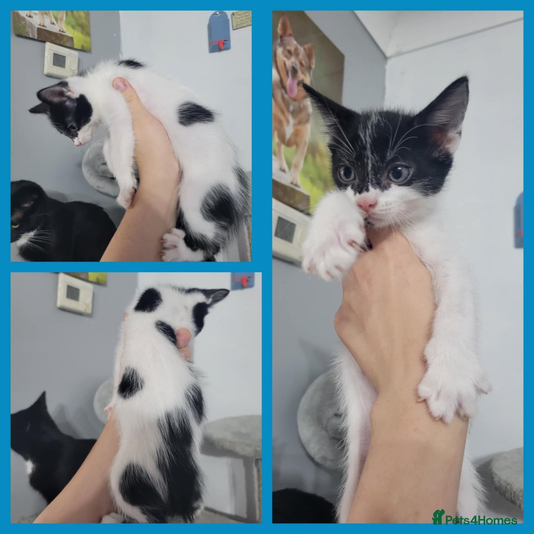 Mixed Breed cats for sale: Mixed breed kittens  - Image 2