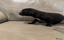 Mixed Breed dogs for sale: canó corso cross british bulldog puppy’s  - Image 13