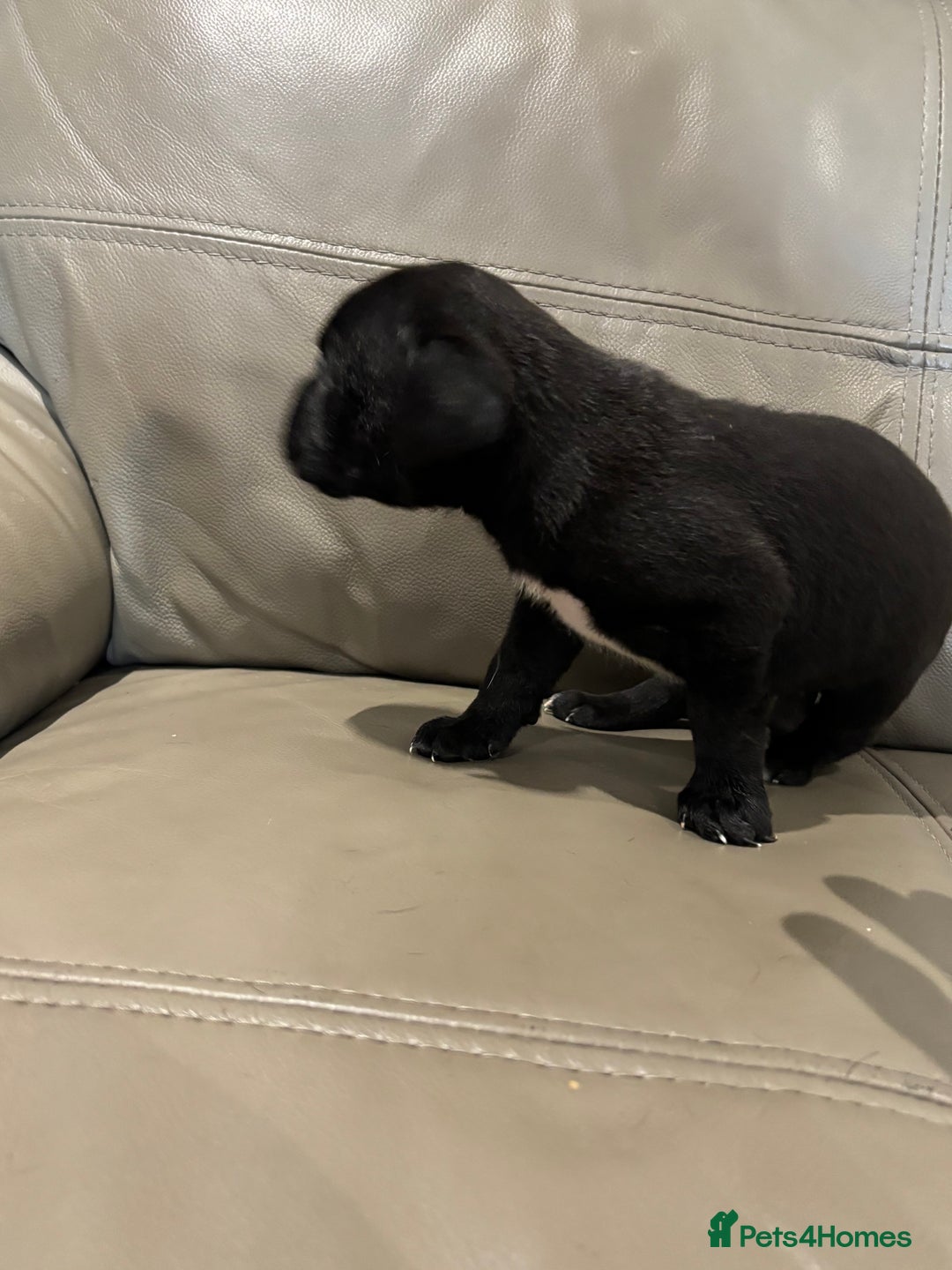 Mixed Breed dogs for sale: canó corso cross british bulldog puppy’s  - Image 13