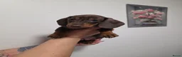 Miniature Dachshund dogs for sale: Miniature dachshund - Advert 20