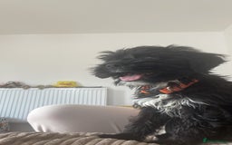 Cockapoo dogs for sale: Manny  - Image 13