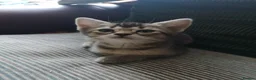 Mixed Breed cats for sale: Half and full Bengal  - Advert 11