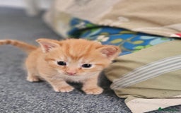 Domestic Shorthair cats for sale: Beautiful Family Friendly Tabby's - Image 6