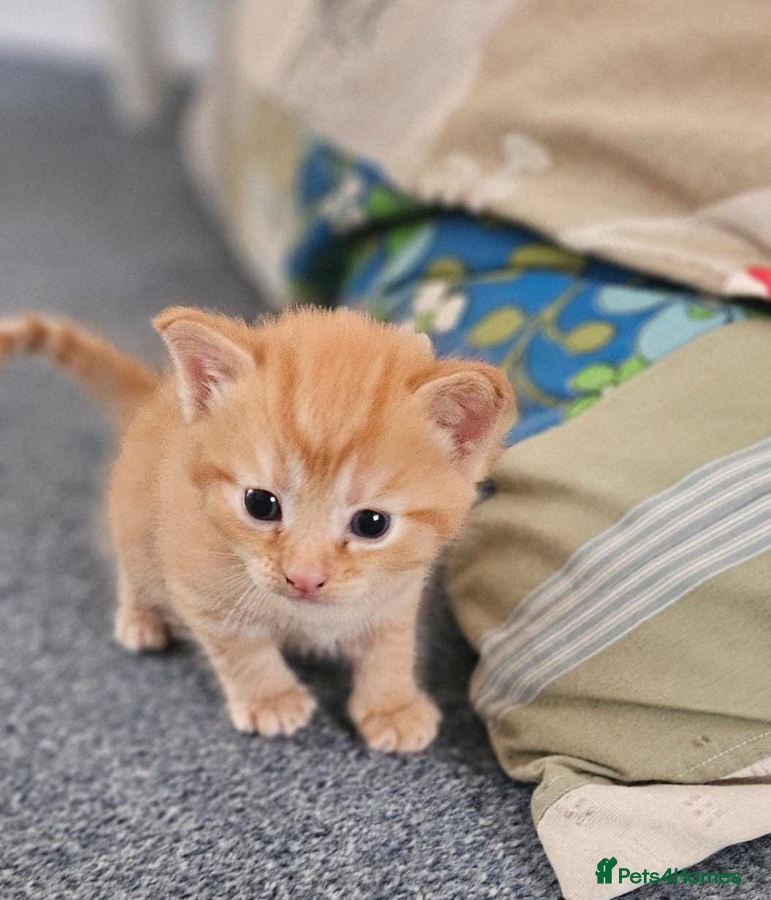 Domestic Shorthair cats for sale: Beautiful Family Friendly Tabby's - Image 6