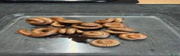 Millipedes invertebrates for sale: Burmese Beauty Millipedes in Dunstable - Advert 3