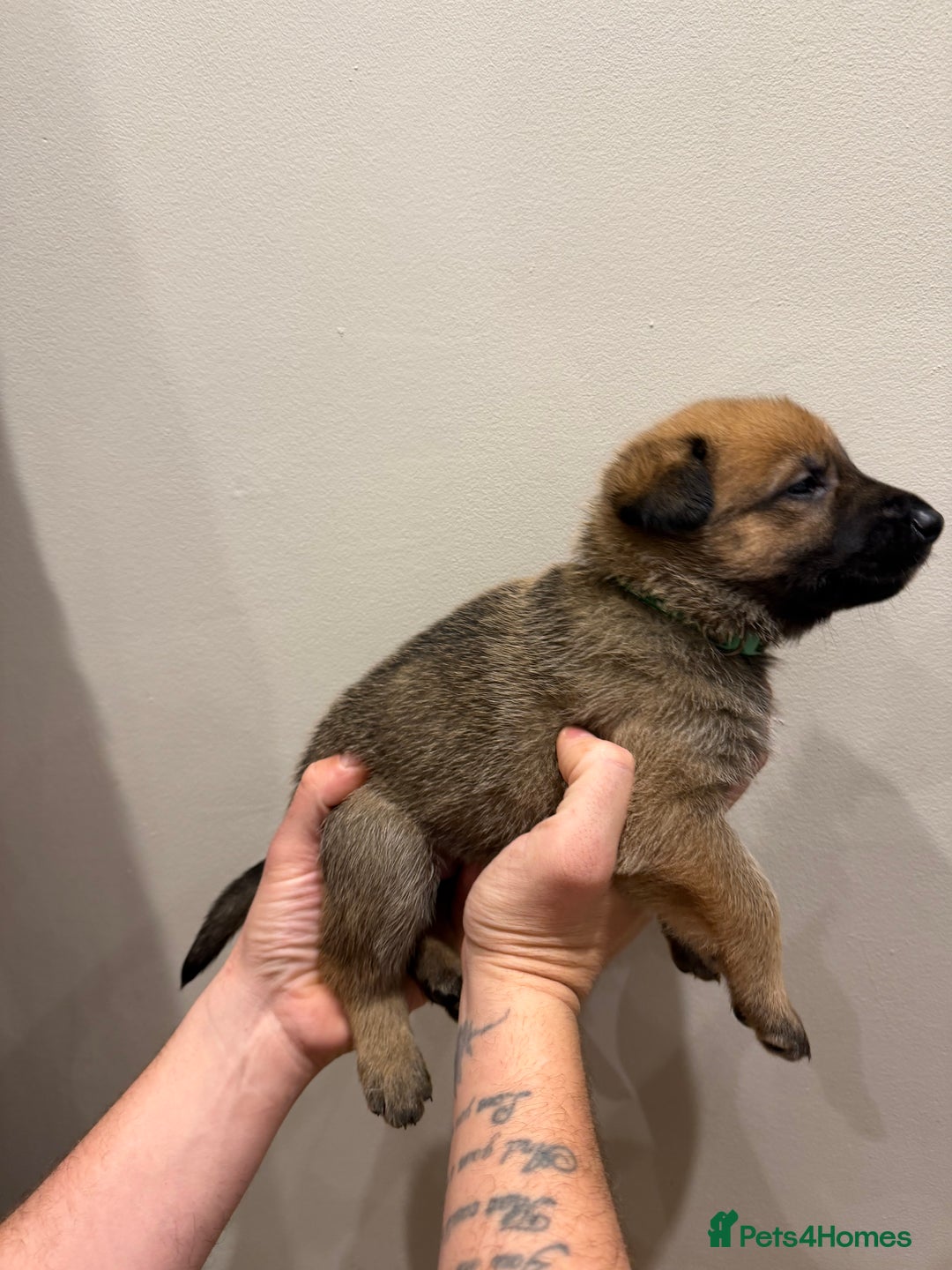 Mixed Breed dogs for sale: Shepinios puppies  - Advert 21