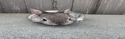 Netherland Dwarf rabbits for sale: Netherland dwarf x Rex  - Advert 2