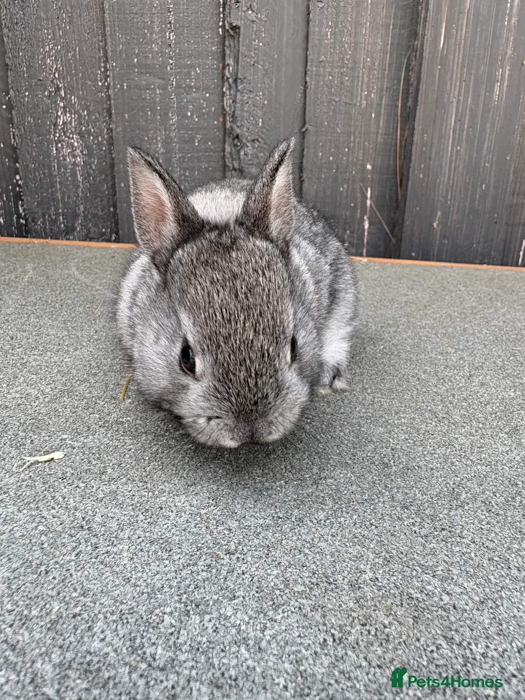 Netherland Dwarf rabbits for sale: Netherland dwarf x Rex  - Advert 2