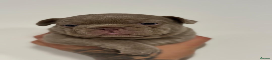 French Bulldog Puppy 3