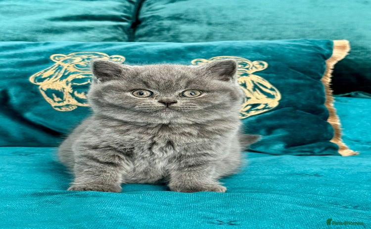 British Shorthair cats - Advert 1