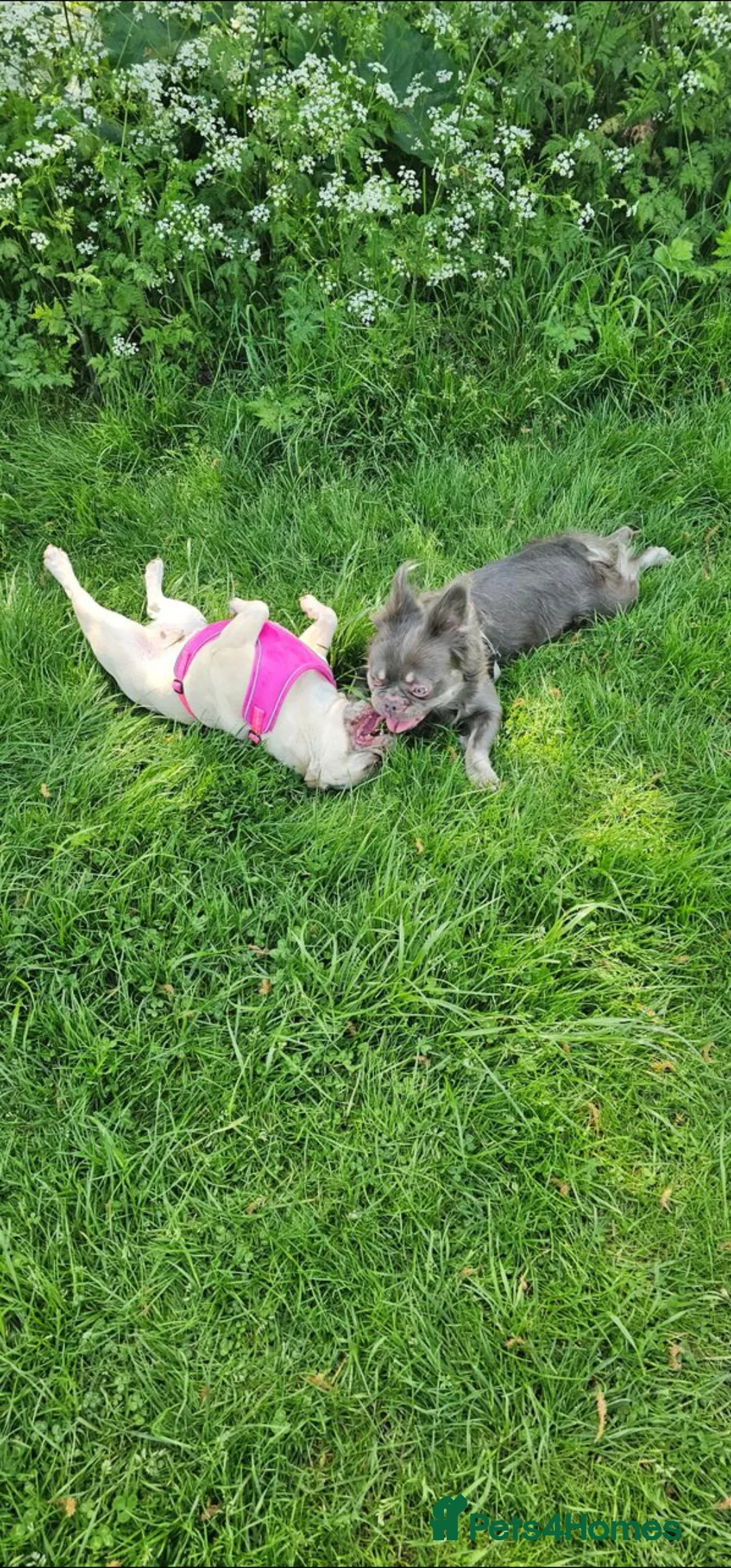 French Bulldog dogs for sale: Fluffy male Frenchie looking for his forever home  - Image 3