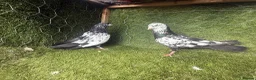 Pigeons birds for sale: Vaccinated Pakistani Pigeons – 20 Pairs - Advert 23