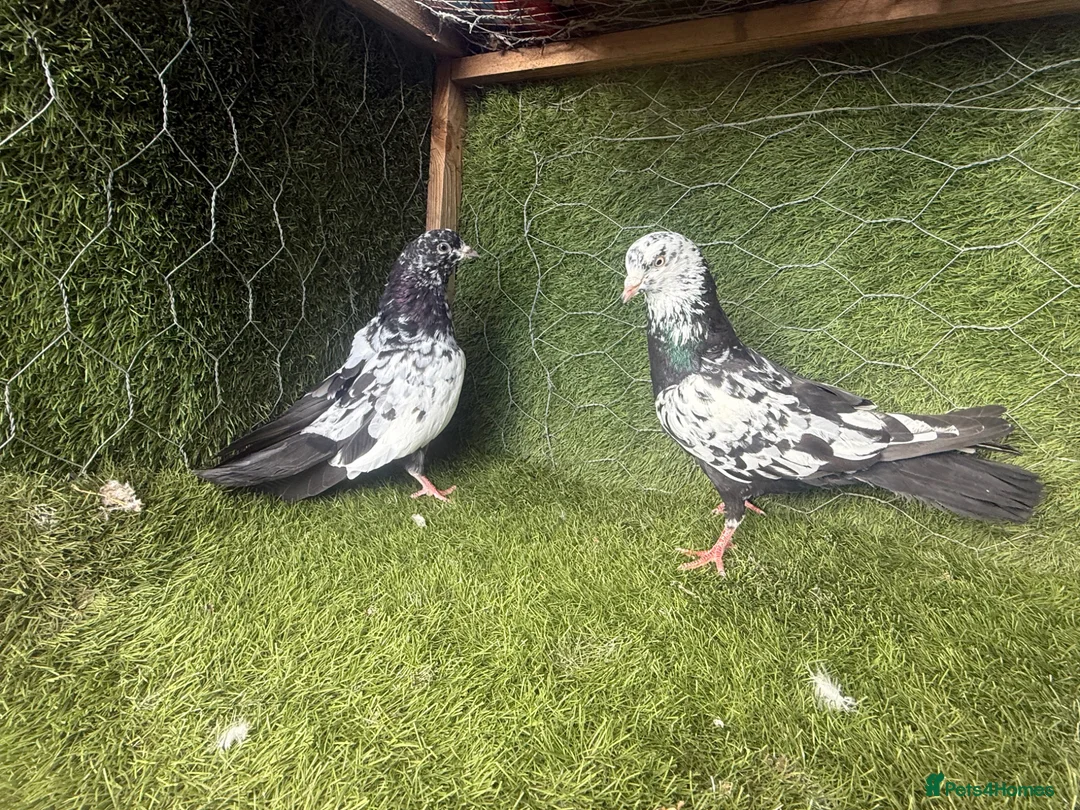 Pigeons birds for sale: Rampuri Highflyers & Iranian Pigeons for Sale - Advert 21
