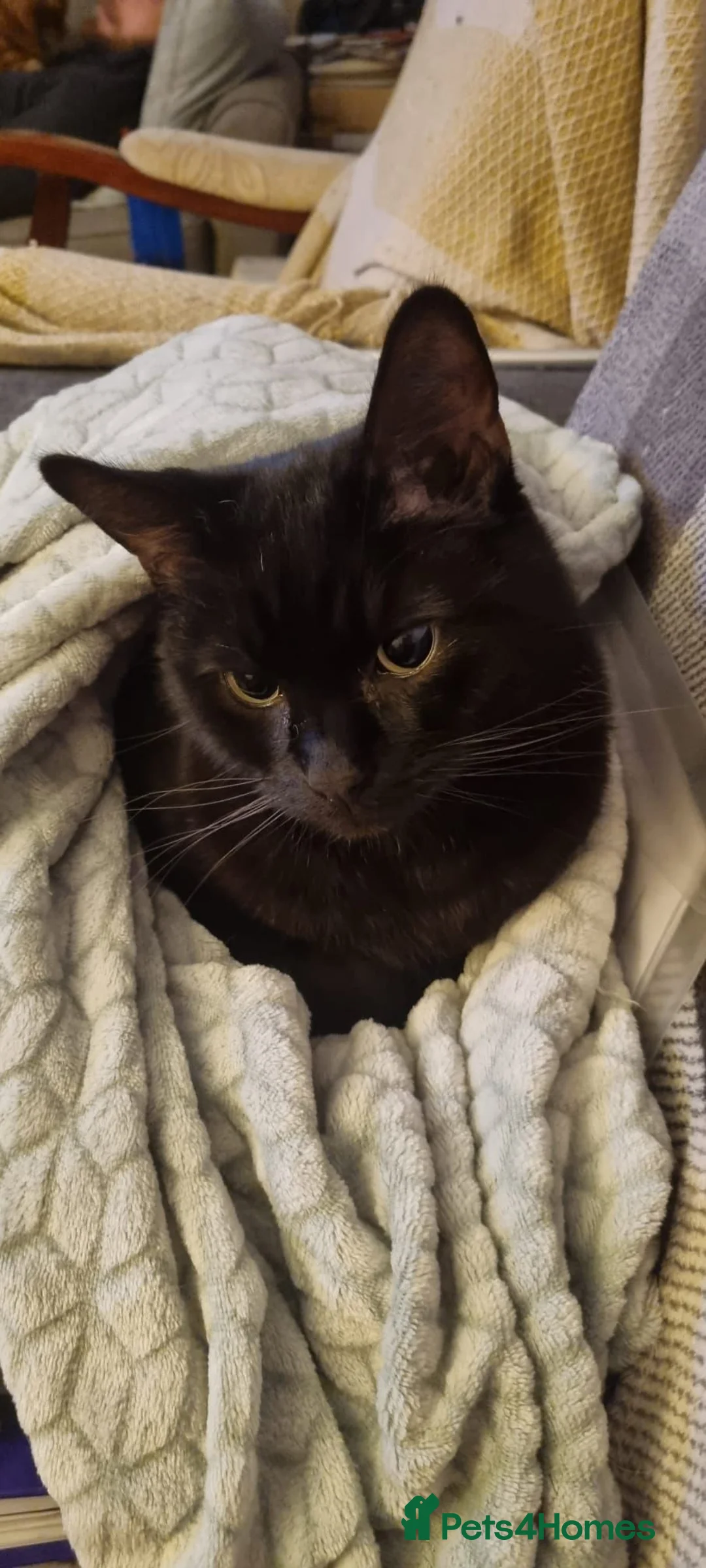 Mixed Breed cats for sale: Gorgeous Male Adult Cats, Milo and Freddie - Advert 4