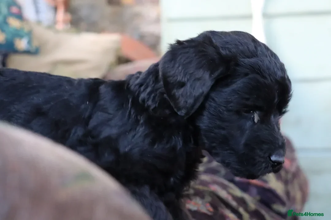 Labradoodle dogs for sale: F3 Labradoodle Puppies Licenced Breeder - Image 6