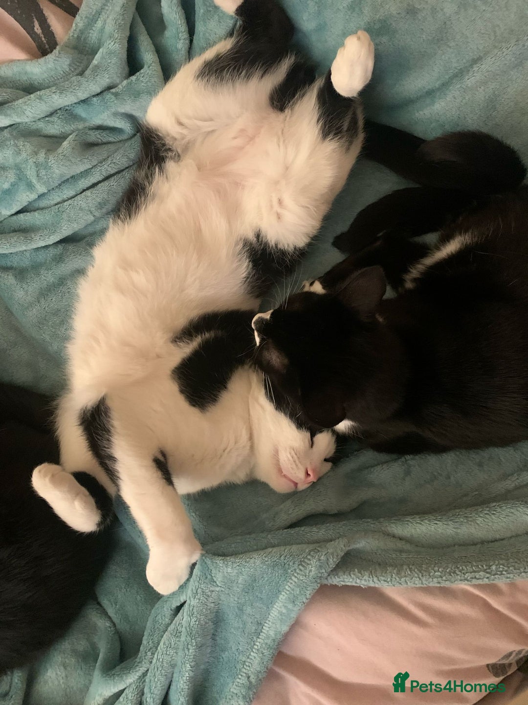 Mixed Breed cats for sale: 6 cats looking for new homes - Image 2