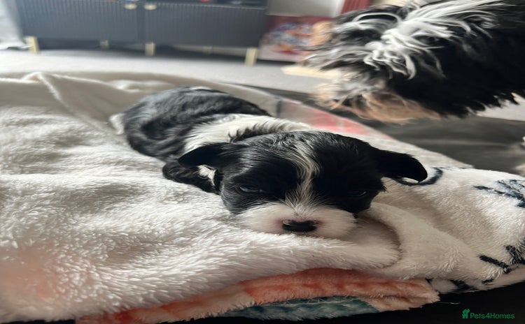 Mixed Breed dogs - Advert 3