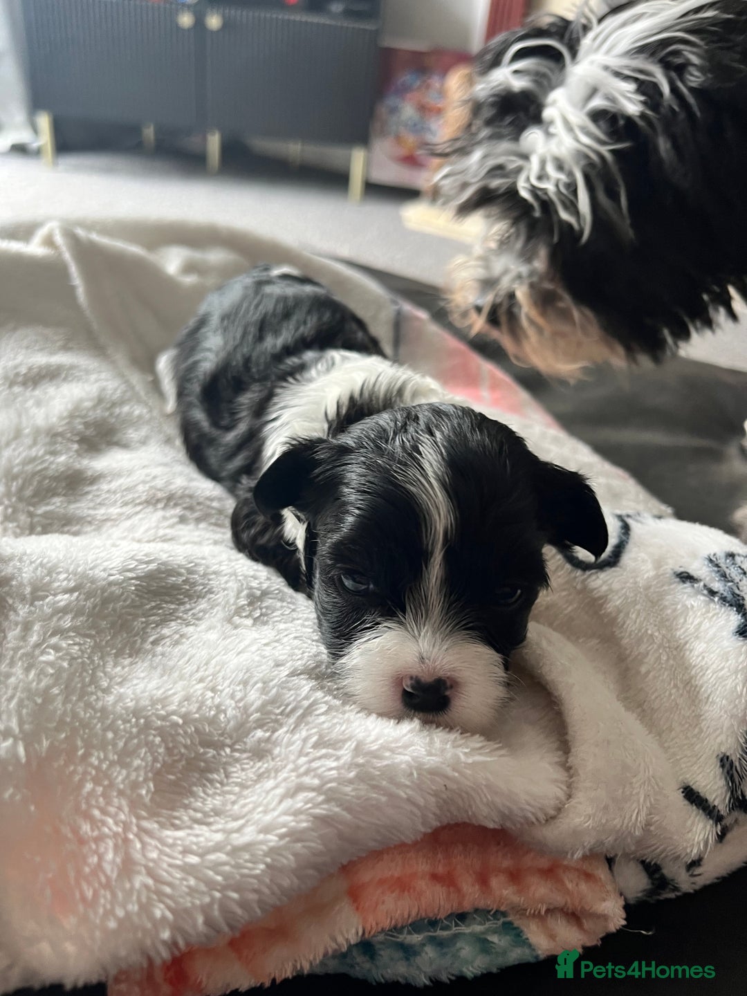 Mixed Breed dogs for sale: Maltese cross Chinese crested puppies for sale - Image 1