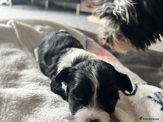 Mixed Breed dogs - Advert 14
