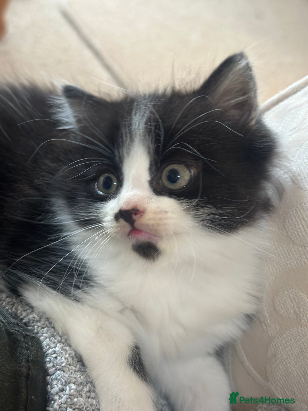 Domestic Shorthair cats for sale: Beautiful Fluffy Kittens - Advert 2