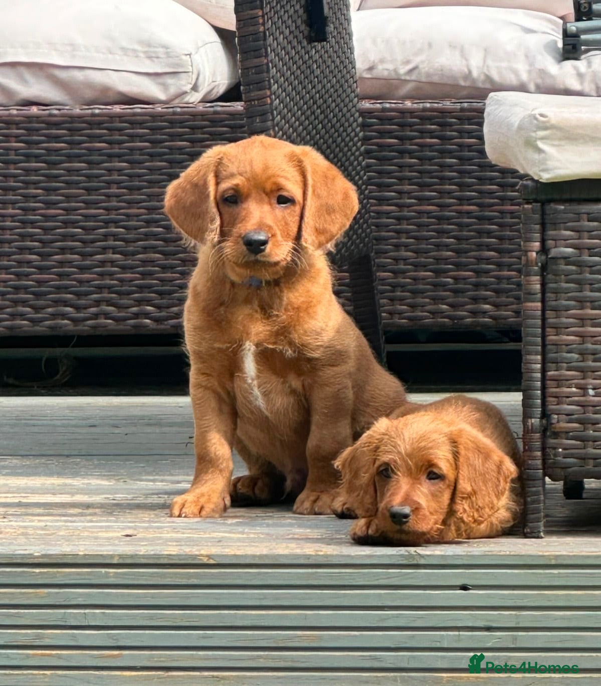 Labradoodle dogs Labradoodles 🐾NOW READY🐾 - Advert 12