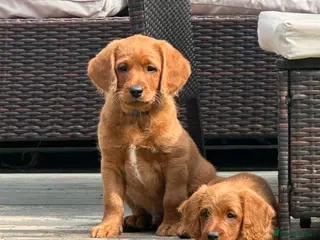 Labradoodle dogs Labradoodles 🐾NOW READY🐾 - Advert 12