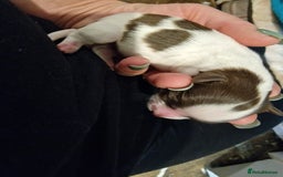 Lhasa Apso dogs for sale: 6 puppies  4 girls 2 boys - Image 6